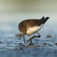 Samotnik - Tringa ochropus - Green Sandpiper