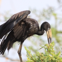 Kleszczak afrykański - Anastomus lamelligerus - African Openbill