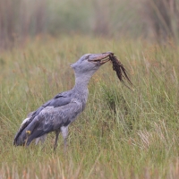 Trzewikodziób - Balaeniceps rex - Shoebill