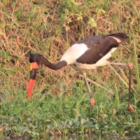 Żabiru afrykański - Saddle-billed Stork