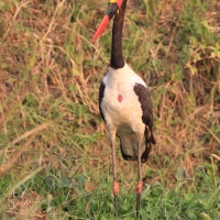 Żabiru afrykański - Saddle-billed Stork