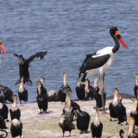 Żabiru afrykański - Saddle-billed Stork