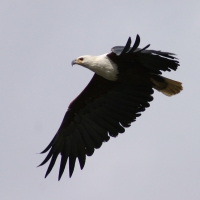 Rybożer afrykański- African Fish Eagle