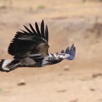 Rybożer afrykański- African Fish Eagle
