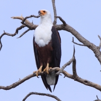 Rybożer afrykański- African Fish Eagle