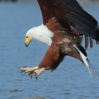Rybożer afrykański- African Fish Eagle