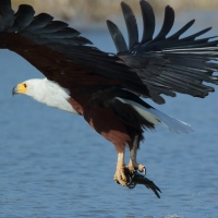 Rybożer afrykański- African Fish Eagle
