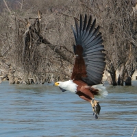 Rybożer afrykański- African Fish Eagle