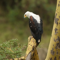 Rybożer afrykański- African Fish Eagle