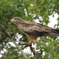 Kania egipska - Milvus migrans aegyptius - Yellow-billed Kite