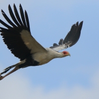 Sekretarz - Sagittarius serpentarius - Secretary-bird