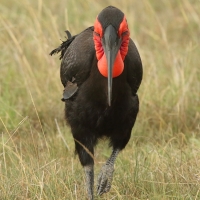 Dzioboróg kafryjski - Bucorvus leadbeateri - Southern Ground Hornbill