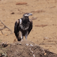 Rybożer afrykański- African Fish Eagle