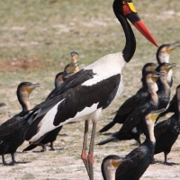 Żabiru afrykański - Saddle-billed Stork