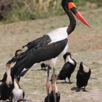 Żabiru afrykański - Saddle-billed Stork