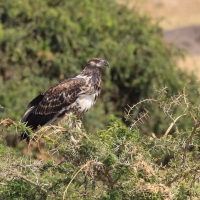 Rybożer afrykański- African Fish Eagle