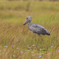 Trzewikodziób - Balaeniceps rex - Shoebill