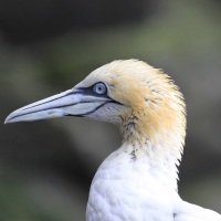 Głuptak - Morus bassanus - Northern Gannet