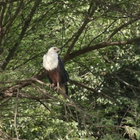 Rybożer afrykański- African Fish Eagle