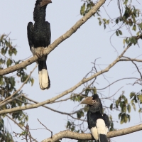 Dzioborożec baniastoczoły - Bycanistes subcylindricus - Black-and-white-casqued Hornbill