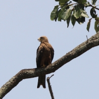 Kania egipska - Milvus migrans aegyptius - Yellow-billed Kite