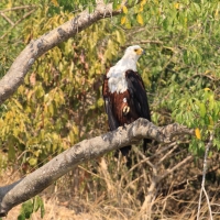 Rybożer afrykański- African Fish Eagle