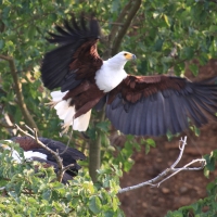 Rybożer afrykański- African Fish Eagle
