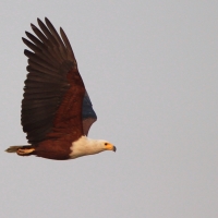 Rybożer afrykański- African Fish Eagle