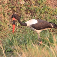Żabiru afrykański - Saddle-billed Stork