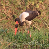 Żabiru afrykański - Saddle-billed Stork