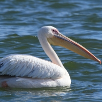 Pelikan różowy - Pelecanus onocrotalus - Great White Pelican