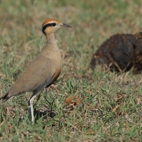 Rączak mały - Cursorius temminckii - Temminck's Courser