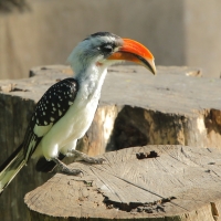 Toko plamisty - Tockus deckeni jacksoni - Jackson's Hornbill