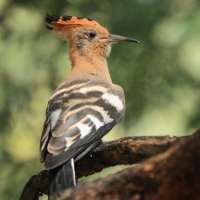 Dudek afrykański - Upupa epops africana - African Hoopoe