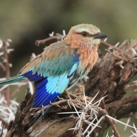 Kraska liliowopierśna - Coracias caudatus - Lilac-breasted Roller