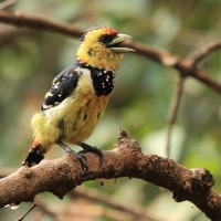 Brodal czubaty - Trachyphonus vaillantii - Crested Barbet