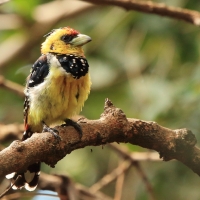 Brodal czubaty - Trachyphonus vaillantii - Crested Barbet