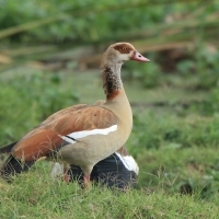 Gęsiówka egipska - Alopochen aegyptiaca - Egyptian Goose