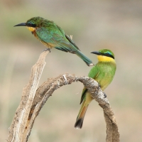 Żołna mała - Merops pusillus - Little Bee-eater