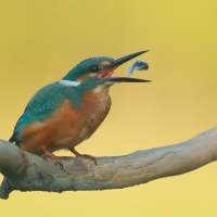 Zimorodek zwyczajny - Alcedo atthis - Common Kingfisher