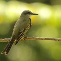 Tyran melancholijny - Tropical Kingbird