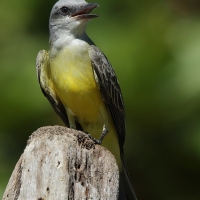 Tyran melancholijny - Tropical Kingbird