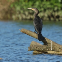 Kormoran oliwkowy - Neotropic Cormorant