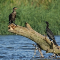 Kormoran oliwkowy - Neotropic Cormorant
