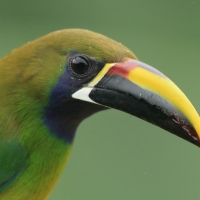 Pieprzojad szmaragdowy - Emerald Toucanet