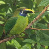 Pieprzojad szmaragdowy - Emerald Toucanet