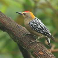 Dzięciur płomiennogłowy - Melanerpes hoffmannii - Hoffmann's Woodpecker