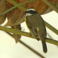 Bentewi krasnociemieniowy - Social Flycatcher