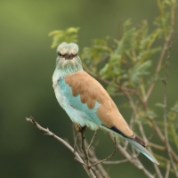 Kraska zwyczajna - Coracias garrulus - European Roller
