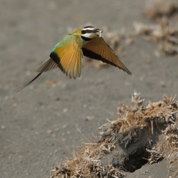Żołna białogardła - Merops albicollis - White-throated Bee-eater
